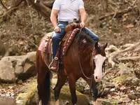 Horse (M), Quarter Horse — photo 4