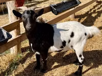 Billy Goat, Dutch Landrace goats — photo 1