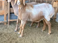 Oveja, Arashan sheep — foto 1