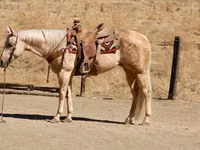 Stute, Quarter Horse — Foto 3