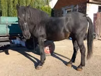 公马, Horses — 照片 3