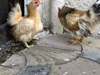 Chickens — 照片 4