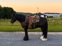 Hengst, Gypsy horse — Foto 1