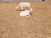 बकरा, Saanen goat — फ़ोटो 6