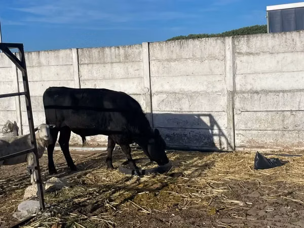 Ng'ombe jike, Aberdeen – Angus