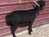 أغنام (دفعة، الجنس غير محدد), الأغنام — الصورة 3