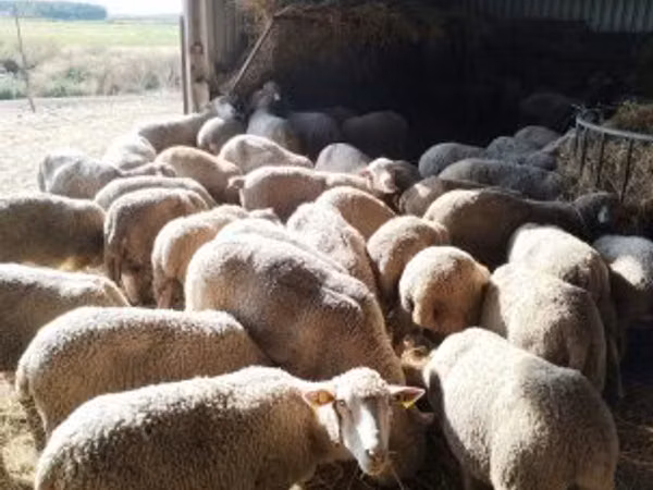 نعجة, Ile-de-France sheep