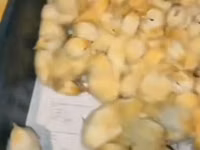 Chickens — Foto 2