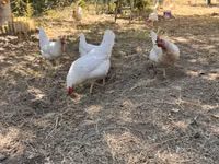 Leghorn — picha 3