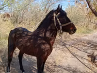 Caballo, Karabair horse — foto 1