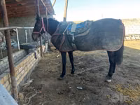 公马, Karabakh horse — 照片 1
