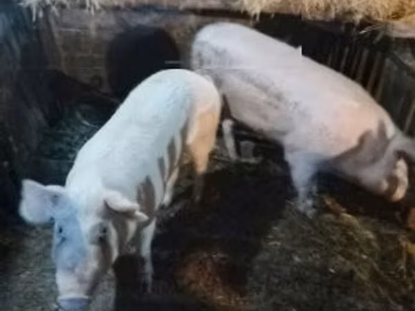 Свиньи (партия, пол не указан), Свиньи