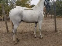 Faras, Lipizzaner — sawirka 1