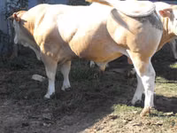 Toro, Blonde d’Aquitane cattle — foto 2