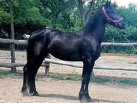 घोड़ी, Friesian — फ़ोटो 5