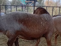 نعجة, Arashan sheep — الصورة 6