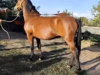 Faras, Horses — sawirka 2