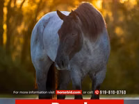 حصان, Percheron — الصورة 1