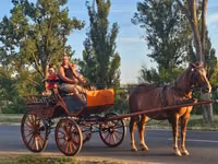 Yegua, Caballos — foto 2