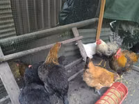 Chickens — फ़ोटो 2