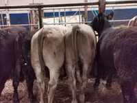 Cattle (batch, sex not specified), Hereford — photo 5
