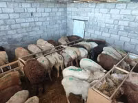 भेड़, Beulah Speckled face sheep — फ़ोटो 8