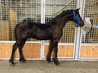 घोड़ा, Dutch warmblood horse — फ़ोटो 3