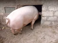 公猪 — 照片 1