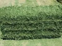 TOP QUALITY LUCERNE SQUARE BALES — फ़ोटो 2