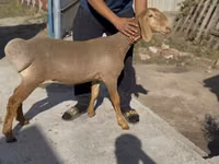 Sheep, Karakul sheep — photo 1