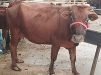 母牛, Cattle — 照片 3