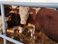 Lo’ (xirmo, jins lama sheegin), Simmental cattle — sawirka 2