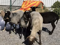 Ido, Hissar sheep — sawirka 1