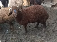 绵羊（批次，未指定性别）, Red Karaman sheep — 照片 2