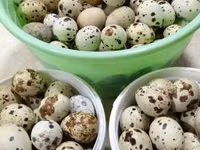 Turkeys — 照片 1