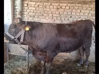 Toro, Red Estonian cattle — foto 8