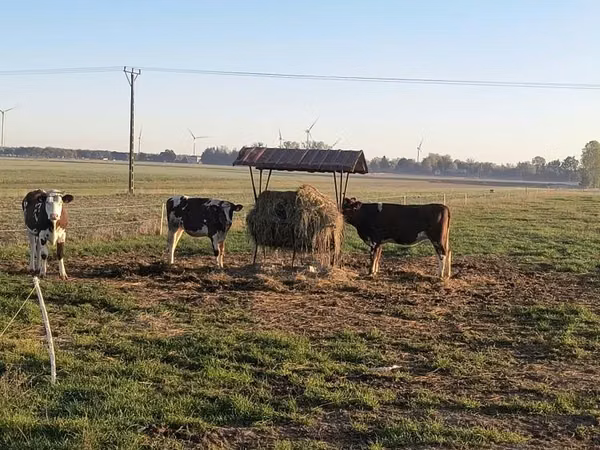 Cow, Russian Black pied cattle