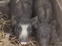 Boar — photo 2