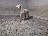 كبش, الأغنام — الصورة 3