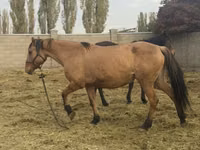 घोड़ी, Kyrgyz Horse — फ़ोटो 4