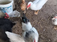 Chickens — 照片 2