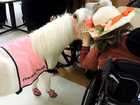 Faras dhaddig, Miniature horse — sawirka 6