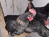 Chickens — photo 2