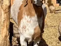 Billy Goat, Dutch Landrace goats — photo 2