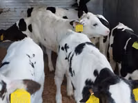 मवेशी (लॉट, लिंग निर्दिष्ट नहीं), Russian Black pied cattle — फ़ोटो 2
