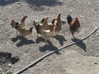 Chickens — 照片 3