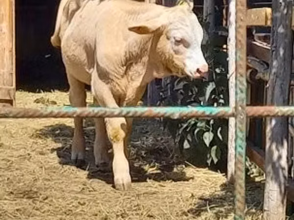 Bull, Simmental cattle