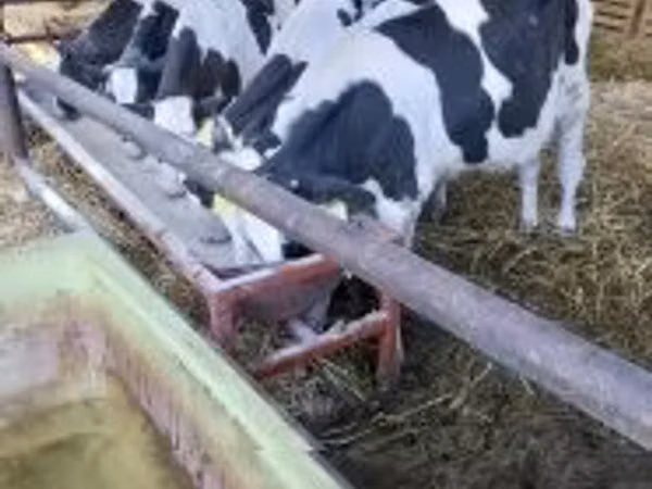 Bulle, Holstein-Rasse