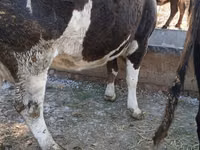 Kuh, Simmental cattle — Foto 1