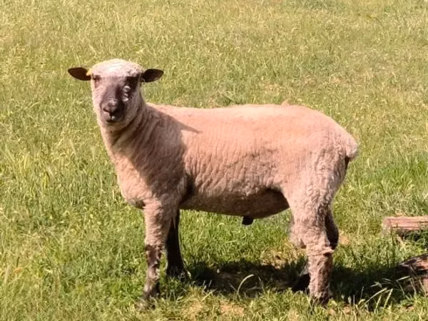 Dume la kondoo, Shroshire sheep